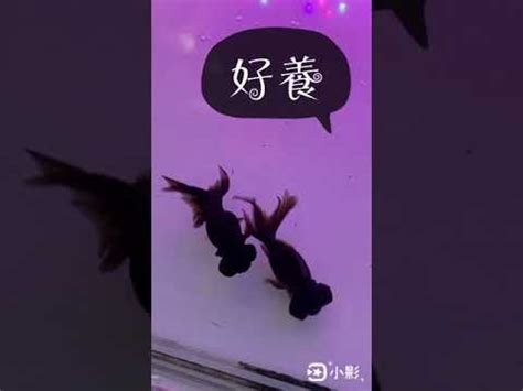 黑牡丹金魚風水|黑金魚風水的吉凶解讀